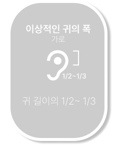 이상적인 귀의 폭